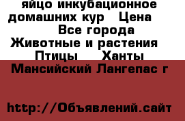 яйцо инкубационное домашних кур › Цена ­ 25 - Все города Животные и растения » Птицы   . Ханты-Мансийский,Лангепас г.